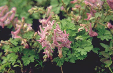 Corydalis solida-0