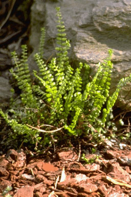 Asplenium trichomanes-0