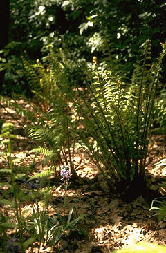 Athyrium filix-femina-0