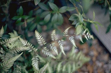 Athyrium nipponicum 'Pictum'-0