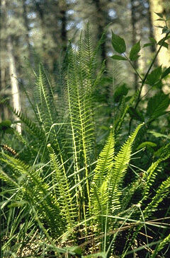 Blechnum spicant-0