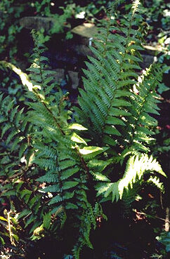 Dryopteris affinis-0