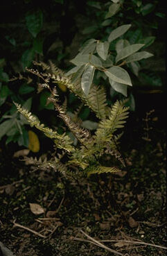 Dryopteris erythrosora-0