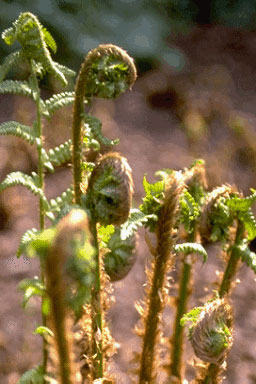 Dryopteris filix-mas-0