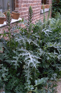 Acanthus hungaricus-0