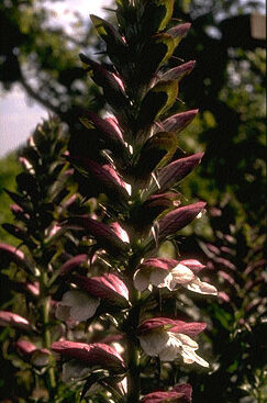 Acanthus mollis-0