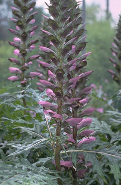 Acanthus spinosus-0