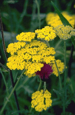 Achillea 'Coronation Gold'-0