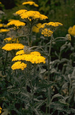 Achillea 'Moonshine'-0