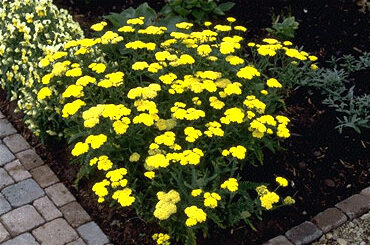 Achillea 'Taygetea'-0