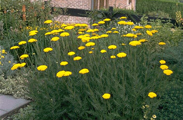 Achillea filipendulina 'Altgold'-0