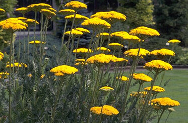 Achillea filip. 'Parkers Var.'-0