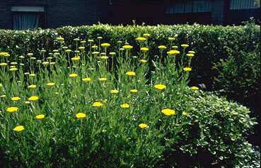 Achillea filipendulina-0