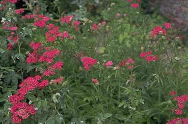 Achillea millefolium 'Cerise Queen'-0