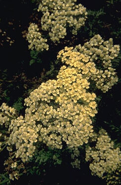 Achillea millef. 'Hoffnung'-0