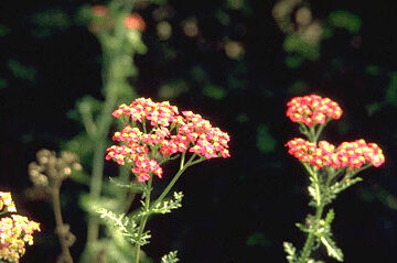 Achillea millef. 'Paprika'-0