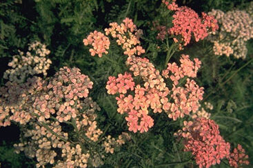 Achillea mill.'Lachsschoenheit'-0