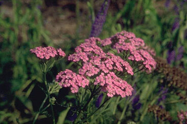 Achillea millef. 'Lilac Beauty'-0