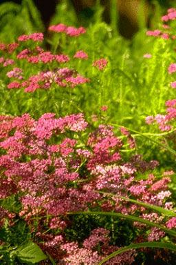 Achillea millef. 'Red Beauty'-0