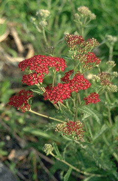 Achillea millef. 'Summerwine'-0