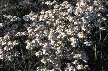 Achillea ptarmica-0