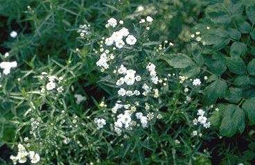 Achillea ptarmica 'Perry'S Whi-0