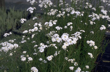 Achillea ptarmica 'The Pearl'-0