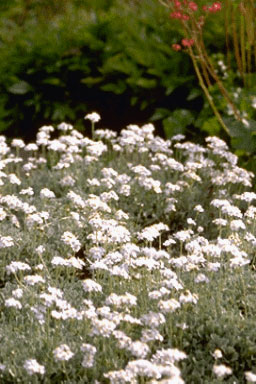 Achillea umbellata-0