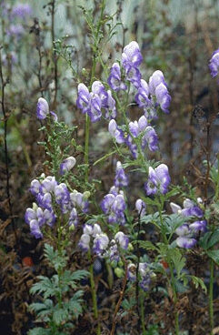 Aconitum cammarum 'Bicolor'-0