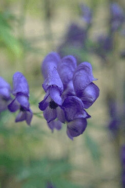 Aconitum cammarum 'Franz Marc'-0