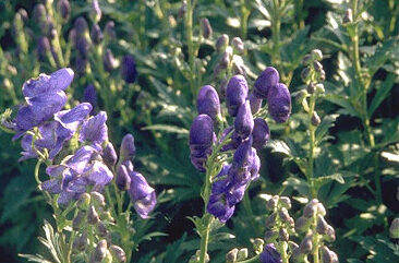 Aconitum carm. 'Arendsii'-0