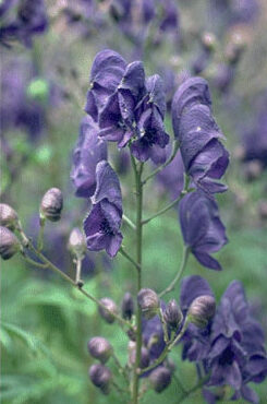 Aconitum carmichaelii-0