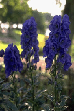 Aconitum napellus-0