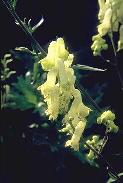 Aconitum septentrionale 'Ivorine'-0