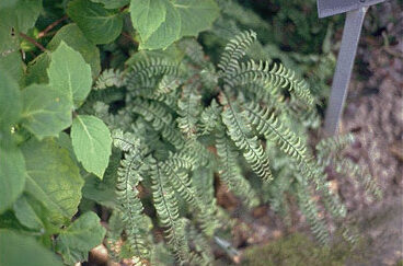 Adiantum pedatum-0