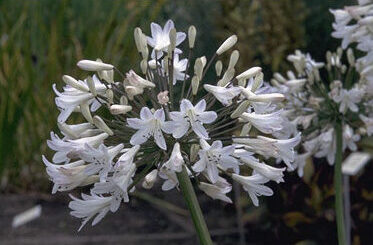 Agapanthus afr. 'Albidus'-0