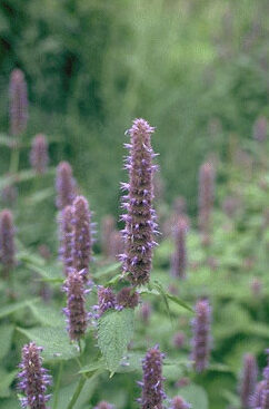 Agastache foeniculum-0