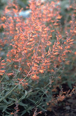 Agastache bareri 'Firebird'-0