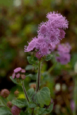 Agastache mexicana-0