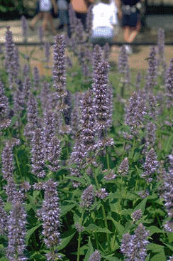 Agastache 'Black Adder'-0