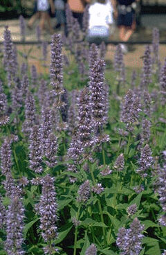 Agastache 'Blue Fortune'-0