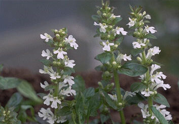 Ajuga reptans 'Alba'-0