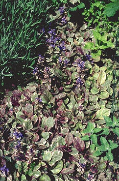 Ajuga reptans 'Burgundy Glow'-0