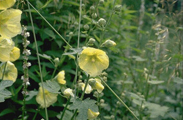 Alcea ficifolia-0