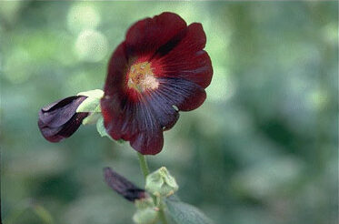 Alcea ficifolia var. nigra-0