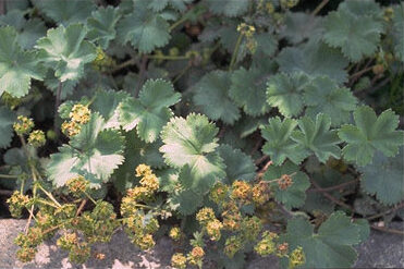 Alchemilla alpina-0