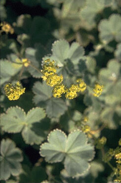 Alchemilla erythropoda-0