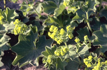 Alchemilla mollis 'Senior'-0