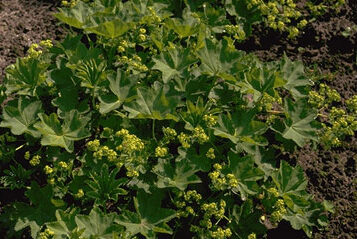 Alchemilla vulgaris-0