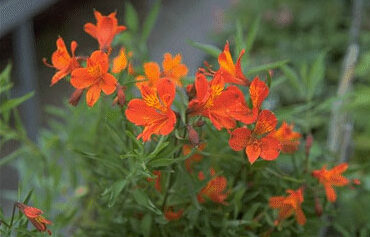 Alstroemeria aur. 'Orange King'-0